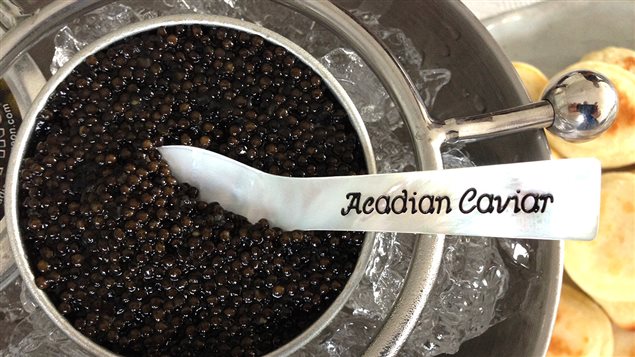 La caviar d'esturgeon de la petite entreprise Acadian Sturgeon au Nouveau-Brunswick La caviar d'esturgeon de la petite entreprise Acadian Sturgeon au Nouveau-Brunswick