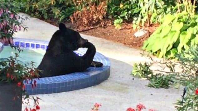L'ours noir qui s'est baigné dans une piscine à North Vancouver en Colombie-Britannique