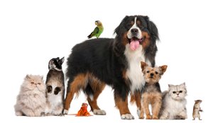 Animaux