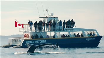 Tourists go to the Bay of Fundy to see whales and other marine life, as well as some of the world’s highest tides.