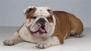 Insurance companies say the inbreeding and structural deformities of English Bulldogs has made them the sickest breed on the market. We see a large dog lying on a floor. He is a mix of colour: his face mainly white, his body mainly a light brown. His tongue is hanging out. But then has there ever been an English bulldog whose tongue was not hanging out?