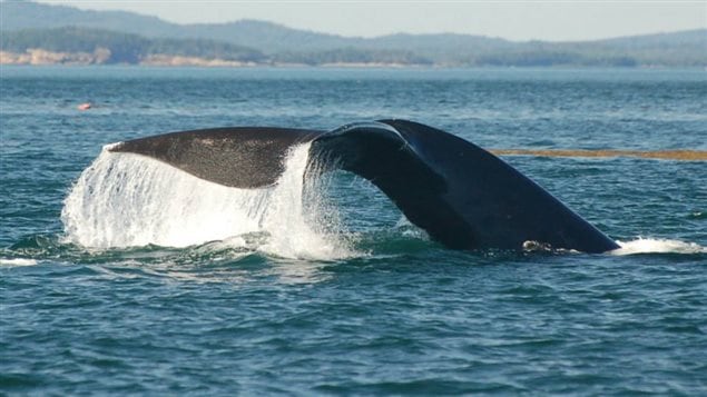 Tanker traffic in the Bay of Fundy causes stress in the North Atlantic right whale, the most endangered large whale in the world.