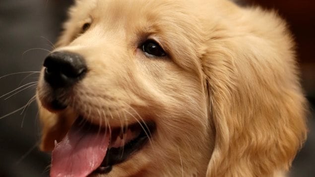 Inbreeding has left Golden Retrievers facing early cancer at a rate approaching 70 per cent. We see a close up of the open face of the dog. His tongue extends from his mouth, but he appears at peace.