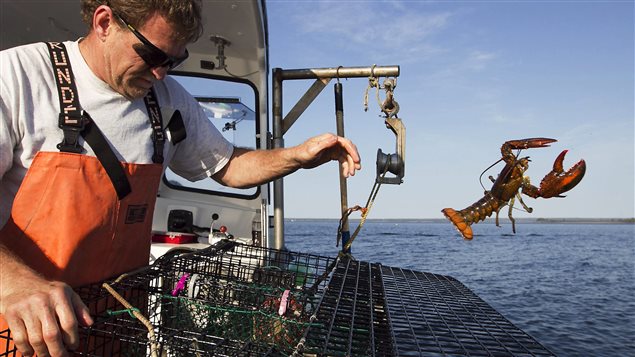 Pescador devuelve al agua un bogavante demasiado pequeño.