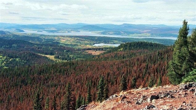 Unusually dry weather is suspected to have led to the massive invasion of mountain pine beetles which have destroyed millions of hectares of forest in western Canada and the U.S.