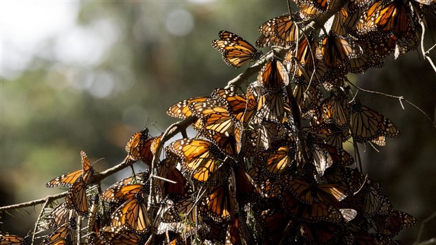 On Jan. 4, 2015 a kaleidoscope of monarch butterflies hung from a tree branch in the Piedra Herrada sanctuary in Mexico. Illegal logging is eating away at the butterfly’s habitat.