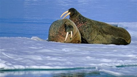 Walrus resting on ice in Lancaster Sound. Ice is needed for these animals to relax, seek refuge, and mating