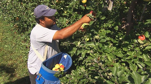 A worker on Dean Thomson's farm picks apples during this 2015 harvest.
