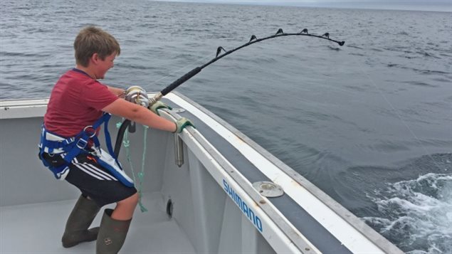 Koen Norton, a 10-year-old boy from Prince Edward Island, may be looking at a world-record catch. We see a boy dressed in a red tee-shirt and blue blue shorts with three Adidas stripes down the side leading down to a pair of brown billy-boots that reach just below his knees. He is strapped in at the right side of a white fishing boat. His knees are bent as his finishing line if very much bending as it leads into the steel-grey water. He is very concentrated under his short brown hair.