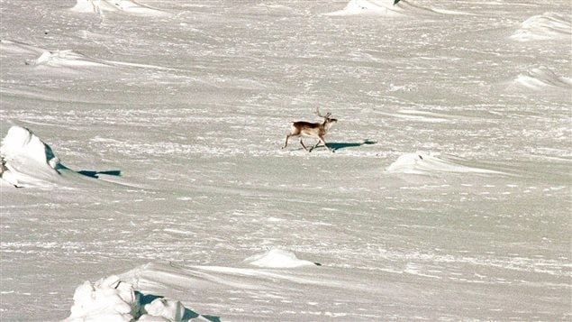 A long shot of a caribou on Baffin Island trotting through the snow.