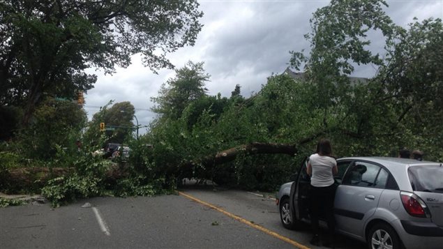 Trees weakened by drought succumbed to high winds and rain over the weekend in southern British Columbia.