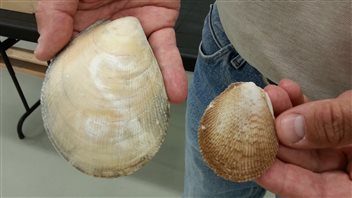 At 12 to 15 cm long, the new species of giant file clam is bigger than the regular-sized file clam.