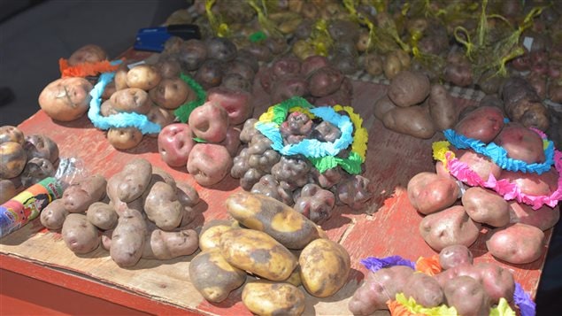 Feria de papas nativas de Pisac, Perú. 