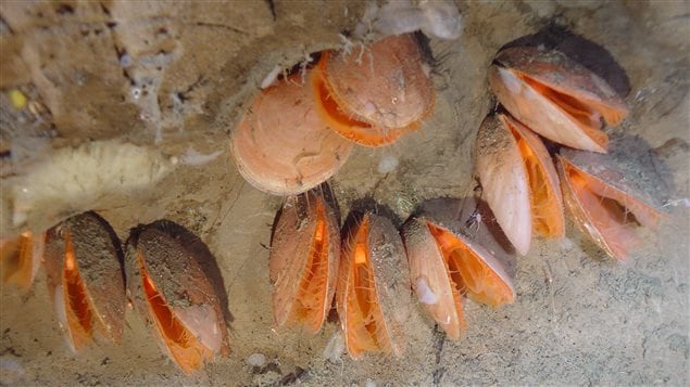 A cluster of the new giant file clam species, Acesta cryptadelphe, was found attached to a rocky surface about 200 km off Canada’s Atlantic coast.