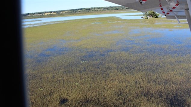 Aerial view of extent of wild rice now extimated to cover 10 to 15 percent of the lake becoming the source of a dispute between rights of an aboriginal man, and property owners.