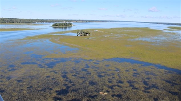 wild rice has now spread over a large area of Pigeon Lake