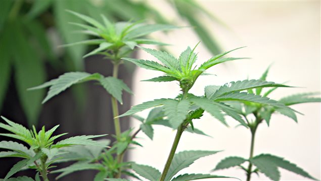شتلات الماريجوانا