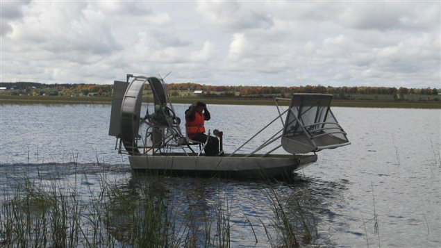 James Whetung has a licence to use an airboat to harvest wild rice. Property owners say, they're not against the right to harvest but the airboat is exacerbating the issue by the prop wash spreading the seeds far and wide and creating much larger swaths of plants in addition to Whetung purposely seeding new areas.