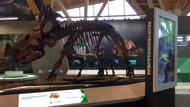 Le Musée Philip J. Currie de Grande Prairie a ouvert ses portes le 3 septembre 2015.