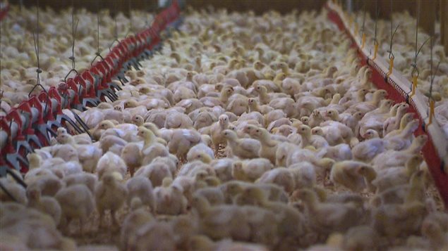 Un élevage de poulets