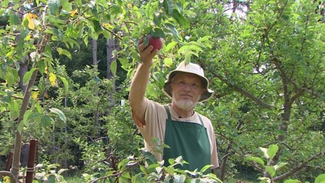Plusieurs variétés de pommes et de poires dans les vergers de la Nouvelle-Écosse ont été ravagées par le feu bactérien à la suite du passage de la tempête Arthur 