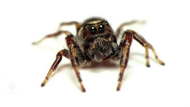 Bronze jumping spiders, which are about half a centimetre long, are considered beneficial because they prey on caterpillars, aphids or other pests that damage fruits and flowers. Pesticides however affect not only the pest insects, but aslo the beneficial insects like this spider