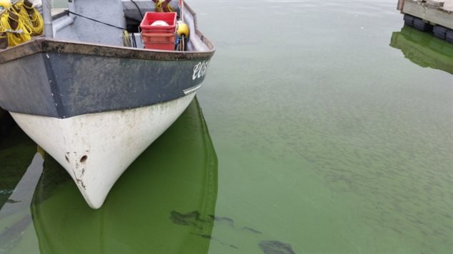 À Hecla, au Manitoba, les eaux du lac Winnipeg tirent sur le vert en raison d’une récente prolifération d’algues.
