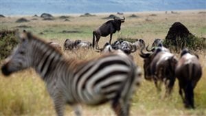 Surprising new research differs completely from conventional thought and shows nature follows a mathematical 