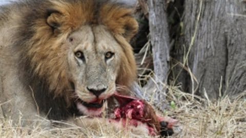 A lion feeds at Tanzania's Serengeti National Park. The researchers think one of the reasons predator populations don't grow as quickly as their prey is because they mainly eat young animals, and prey animals breed more slowly in more crowded conditions. 