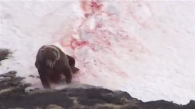 Cette vidéo mise en ligne sur Facebook par la Ligue de défense de la faune montre un grizzly essayant désespérément d'échapper à deux chasseurs après avoir subi de multiples blessures par balles.