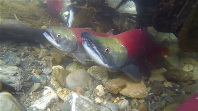 Salmon must swim upstream to spawn and low river levels can make them easier prey for seagulls.