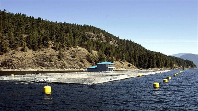 A lethal virus infected a farm north of Tofino in May of 2012 and aboriginal communities worry the same could happen in a proposed new farm in the area.