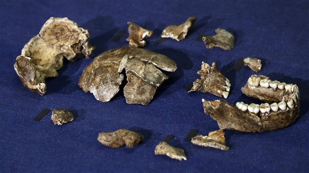 Restos fósiles de Homo Naledi