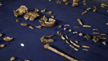 The bones suggest Homo naledi had an odd mix of human-like and primitive characteristics.