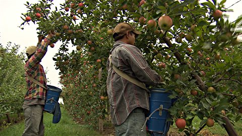 Des travailleurs guatémaltèques récoltent des pommes.