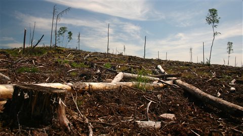 A clear-cut section of forest is seen on Grassy Narrows First Nation territory in Ontario in this 2006 handout image. Nine years later, the band has opened a new legal front in its efforts to halt the practice. We see a section of brown, barren land with fallen trees scattered about. There are tiny stretches of green with long, skinny trees attempting to shoot up from the ground. Overhead, long cirrus clouds speck the light blue sky.
