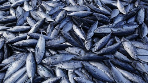 Les chercheurs canadiens ont également décrit un scénario de « cas extrême » dans lequel les eaux de la planète se réchaufferont de trois degrés Celsius d’ici 2100. Dans ce cas, les poissons se déplaceraient vers les pôles à raison de 26 kilomètres tous les dix ans.