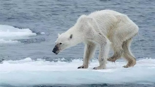 erman photographer Kerstin Langenberger posted this photo of an emaciated bear near Svalbard Norway on her Facebook page in August. She says it shows how climate change, which is melting the Arctic sea ice, is harming the bears. Others say this may just be an old bear. However, there have been several otehr photos of dead bears in the area in the last couple of years which seem ot point to previously healthy bears dying of starvation.