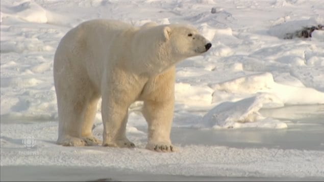 CITES says legal hunting of polar bears does not pose a threat to the species. Others say the bears are suffering as the critical ice they need to hunt is melting sooner in spring and forming later in fall. 