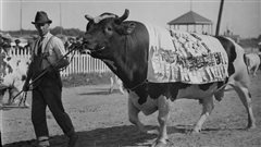 Boeuf gagnant du concours, exposition agricole de Sherbrooke en 1923. Boeuf gagnant du concours, exposition agricole de Sherbrooke en 1923.