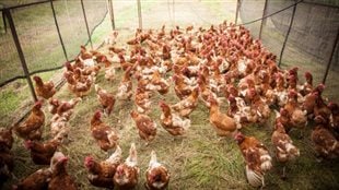 More and more hens in Canada will be living like this. We see perhaps 200 red and white hens gathered between fences and walking on straw.