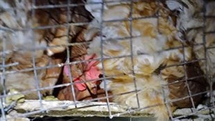 Animal activists are celebrating a decision by McDonald's to put an end to hens living like this. We see a closeup of a hen stuffed into a wire-mesh cage.
