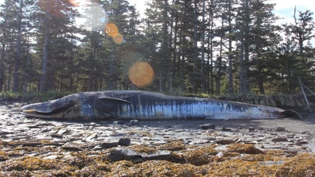 A fin whale lies dead on Kodiak Island, Alaska. At least 30 whales washed up on the coasts of Alaska and B.C. this summer, and scientists are blaming a toxic algae bloom. The say the algae is toxic, and consumed by krill which are then eaten by the whales, pisoning them. Marine species are being threatened on several sides; from overfishing, to pollution, warming, and acidificaton from greenhouse gas Co2
