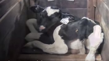 An undercover video found this calf with its rear hoof caught in the slats of its crate's wooden floor at a veal farm in Quebec. Animal activists want politicians to take more action to protect animals. We see a black and white calf cowering at the bottom of a large, grey wooden crate. A tag with the number 0309 is attached to its left ear. Its body is curled up and its eyes appear to be closed.