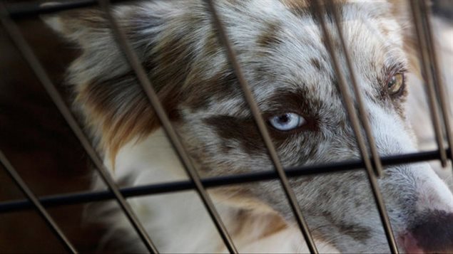 Dogs like this one at a Canadian puppy mill finally have some political support. We see a closeup of the face of a white, grey and brown dog with light blue eyes staring through the wires of a cage.