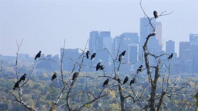Calgary in September. We see a long shot with the city's skyline in the distance. A flock of birds has gathered in some trees shedding their leaves in the foreground.