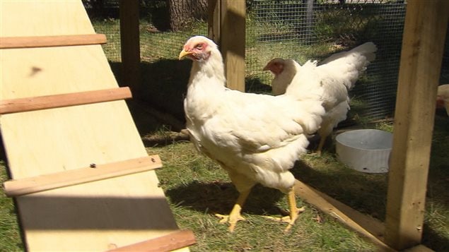 Certaines municipalités explorent l'idée de permettre aux résidents de pouvoir vivre l'expérience des poules urbaines. Certaines municipalités explorent l'idée de permettre aux résidents de pouvoir vivre l'expérience des poules urbaines.