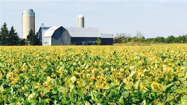 Un champ de soya avec une ferme laitière en arrière-plan, dans l’Est ontarien.