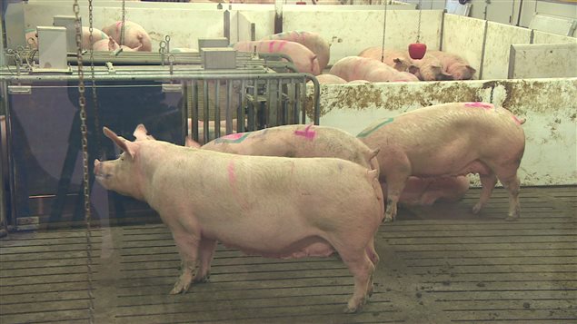 Dans le secteur porcin au Canada en 2011, le cheptel s’est accru, passant de 3 324 291 à 12 679 104 têtes et le nombre de fermes a chuté de 452 935 à 7371.