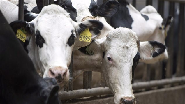 Des vaches dans une ferme laitière Des vaches dans une ferme laitière